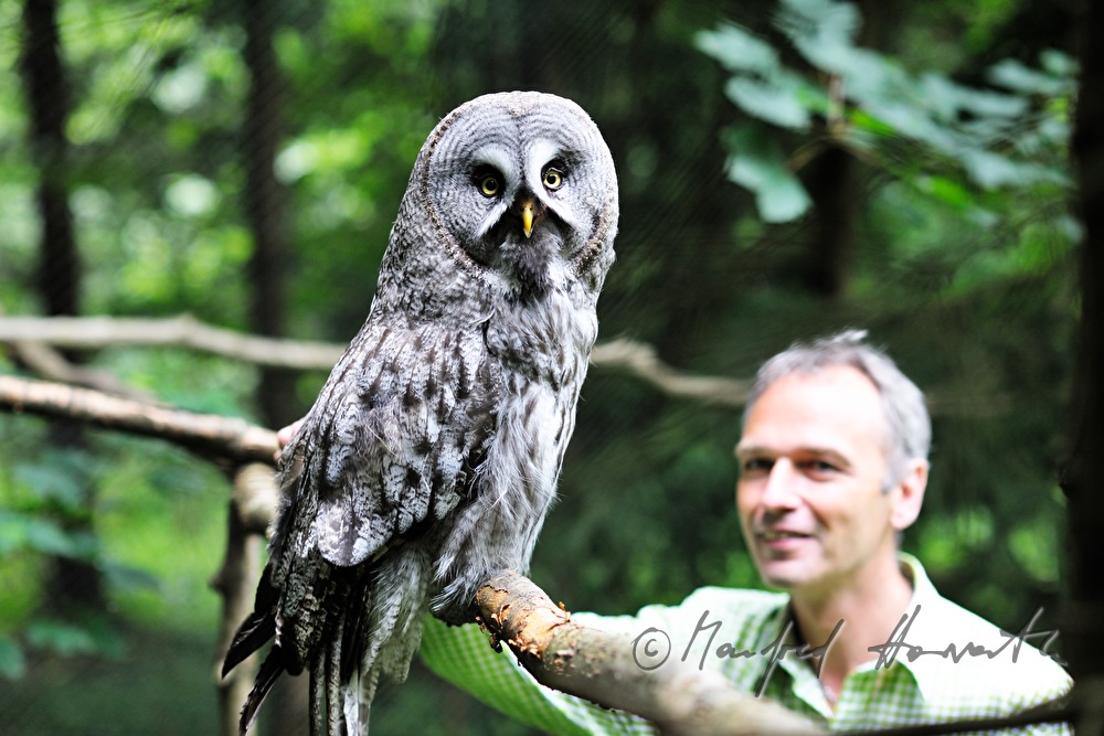 tawny owl and visitor in the nature park