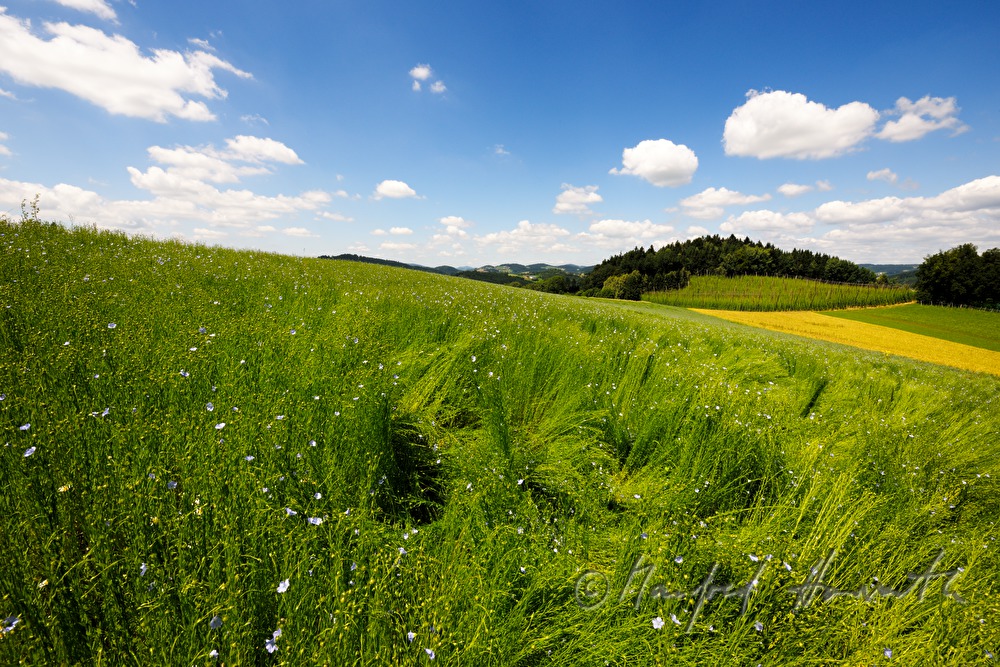 blooming flax field in July