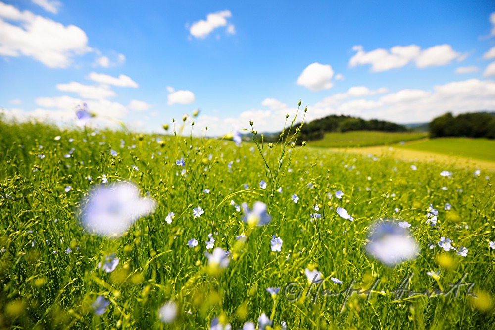 blooming flax field in July