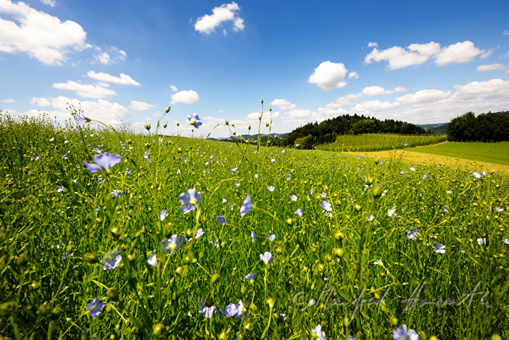 blooming flax field in July