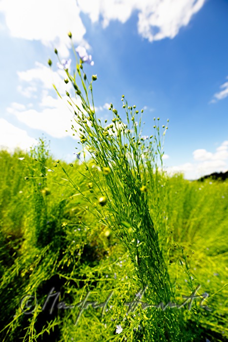 blooming flax field in July