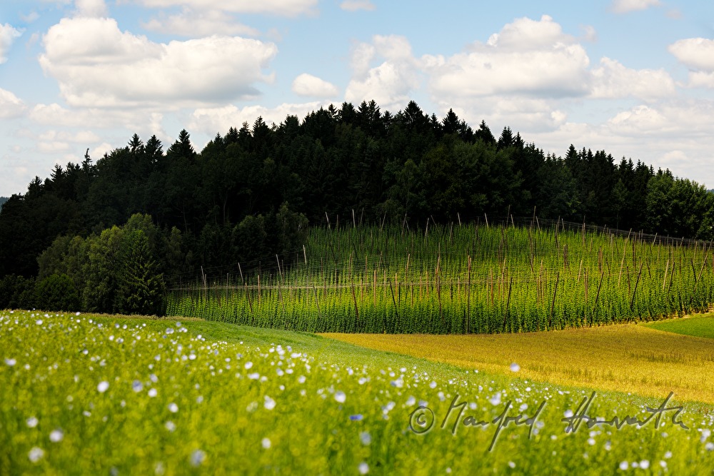 hops field on the slope and blooming flax field