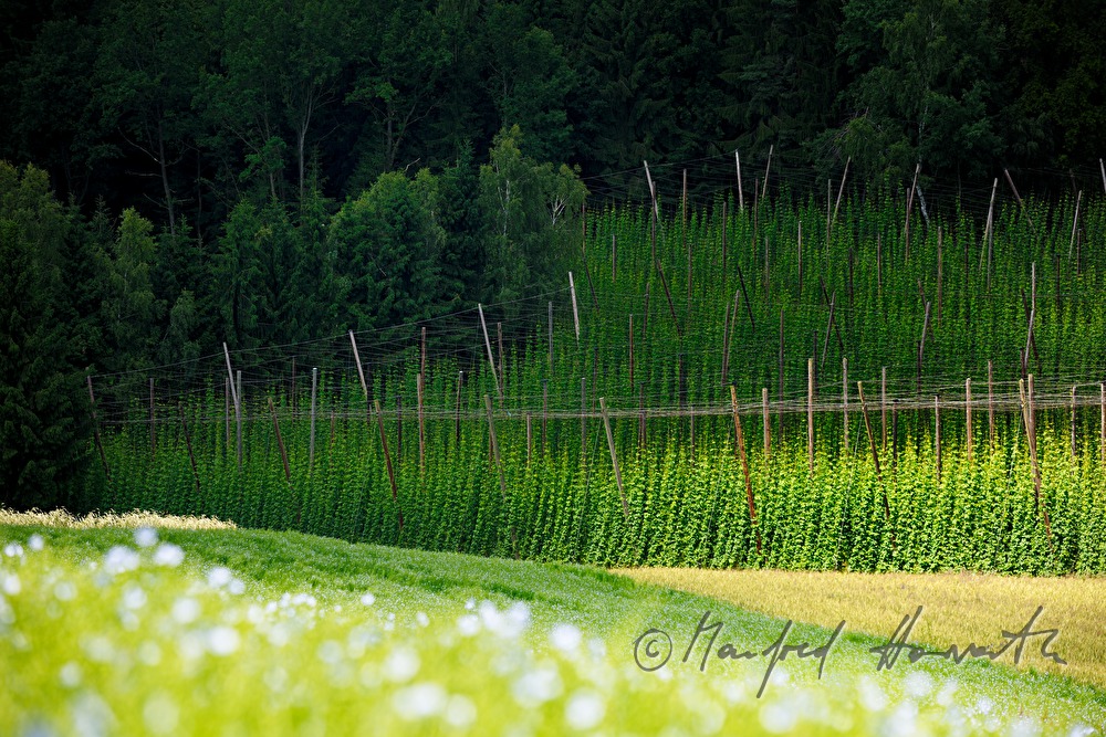 hops field on the slope and blooming flax field