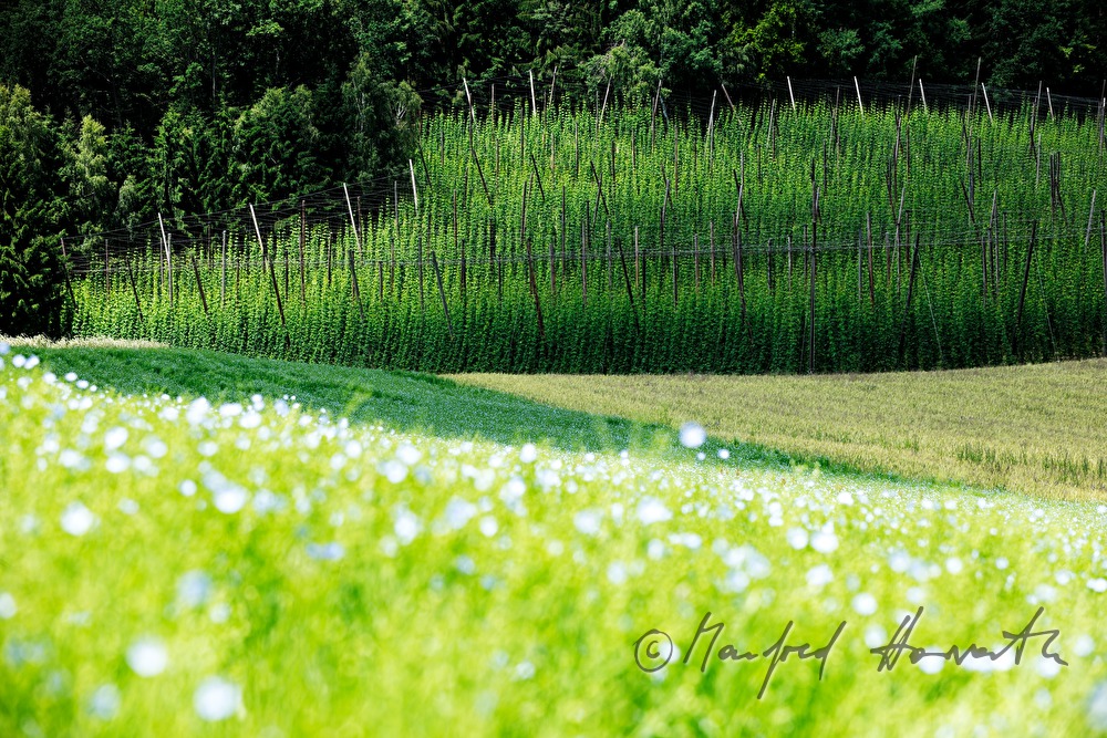 hops field on the slope and blooming flax field