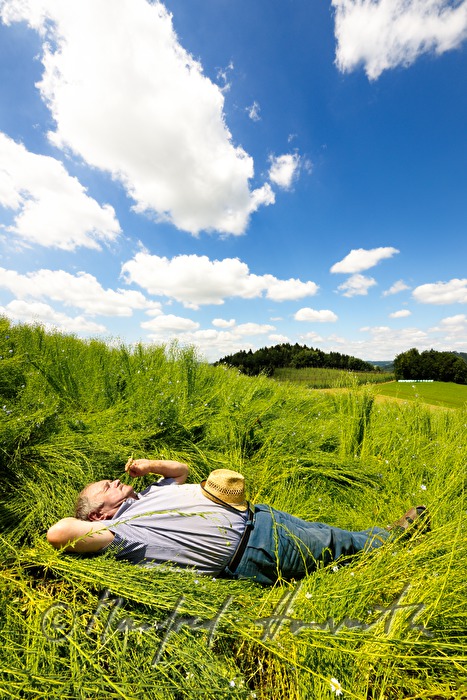 flax farmer rests in the blooming flax field