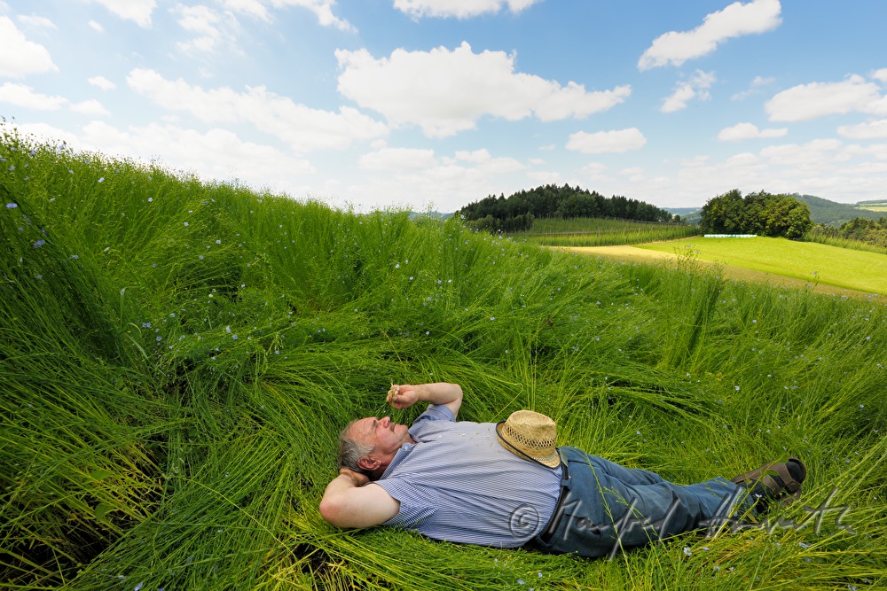 flax farmer rests in the blooming flax field