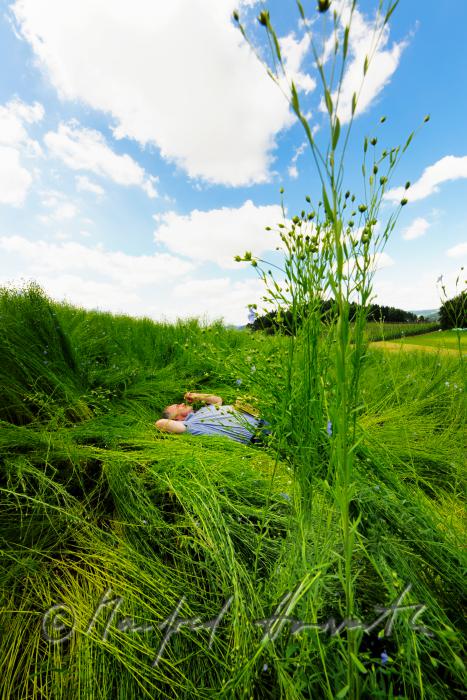 flax farmer rests in the blooming flax field