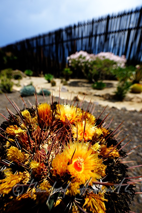 cactuses in the arid desert garden