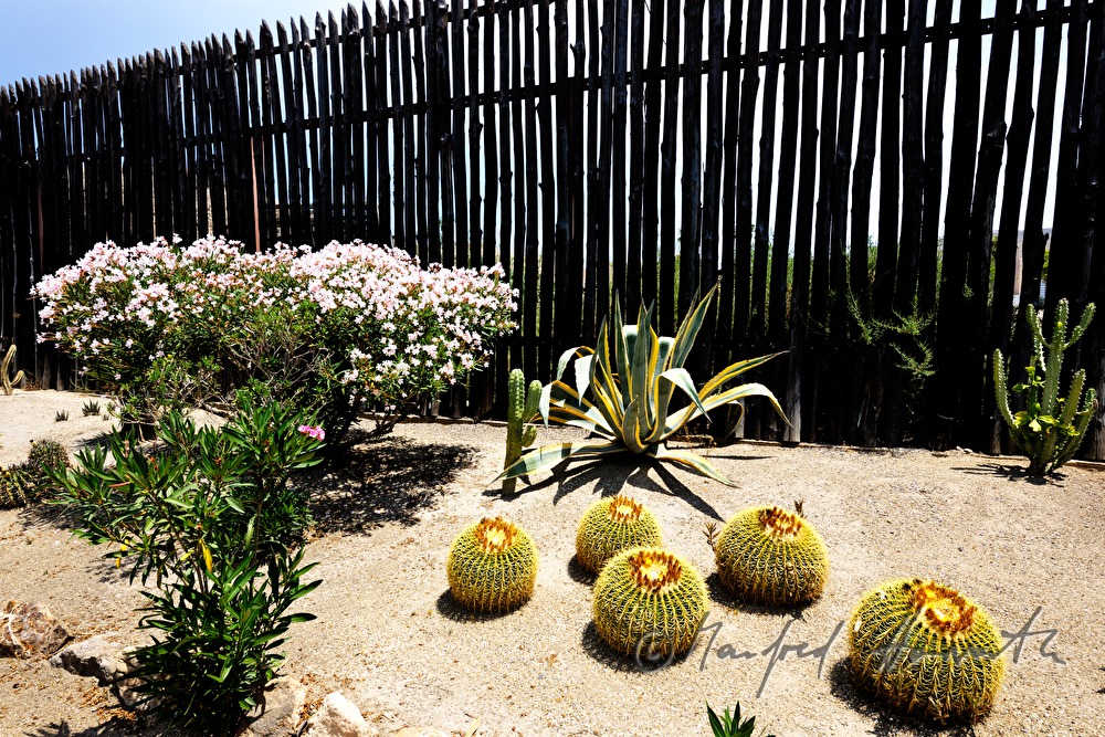 cactuses in the arid desert garden