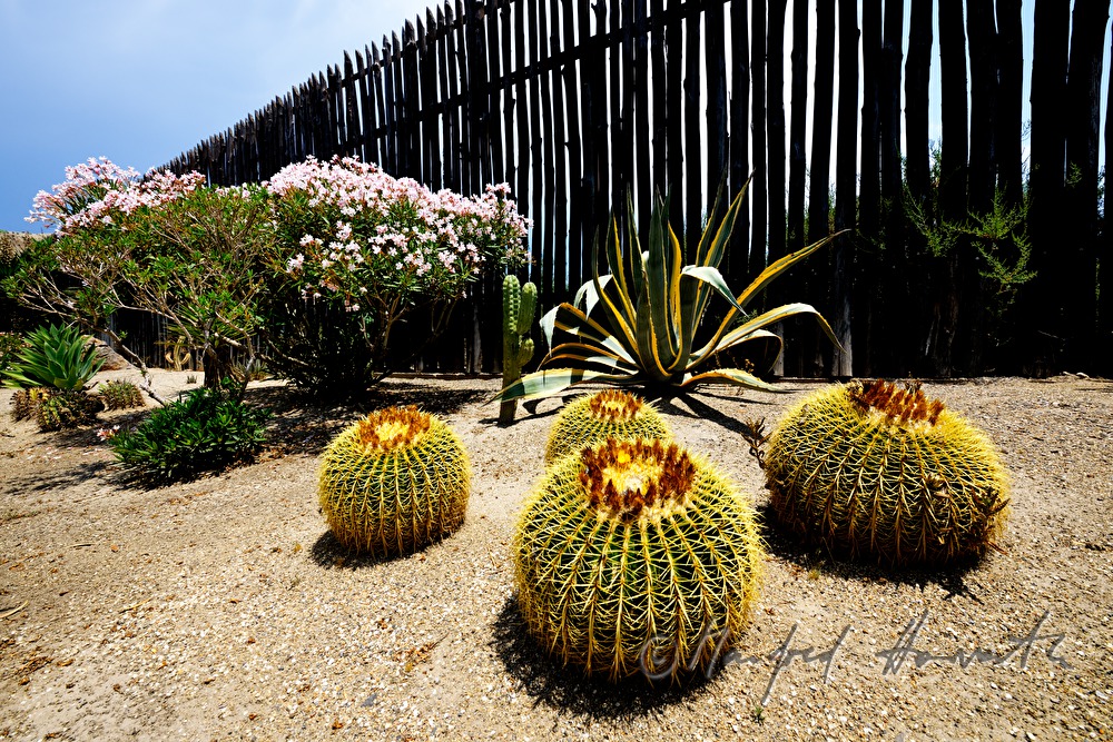 cactuses in the arid desert garden