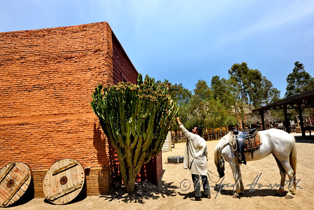 western performer picks fruit from a cactus