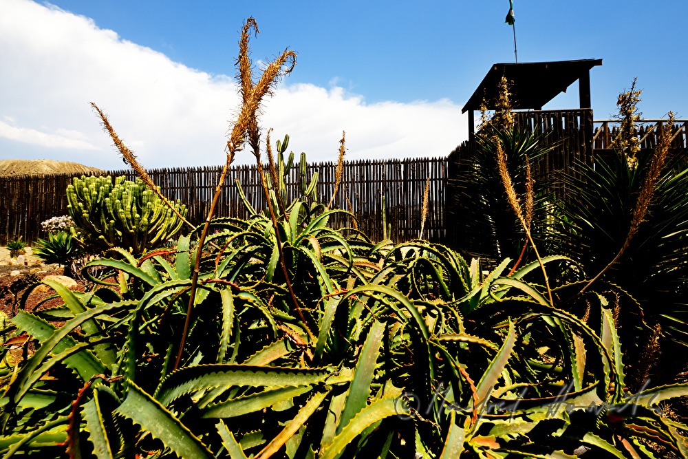 cactuses in the arid desert garden