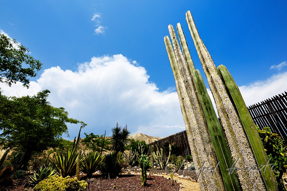 cactuses in the arid desert garden