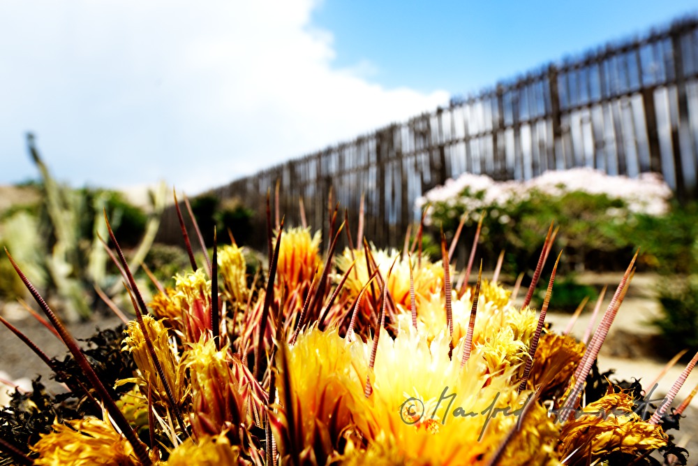 cactuses in the arid desert garden