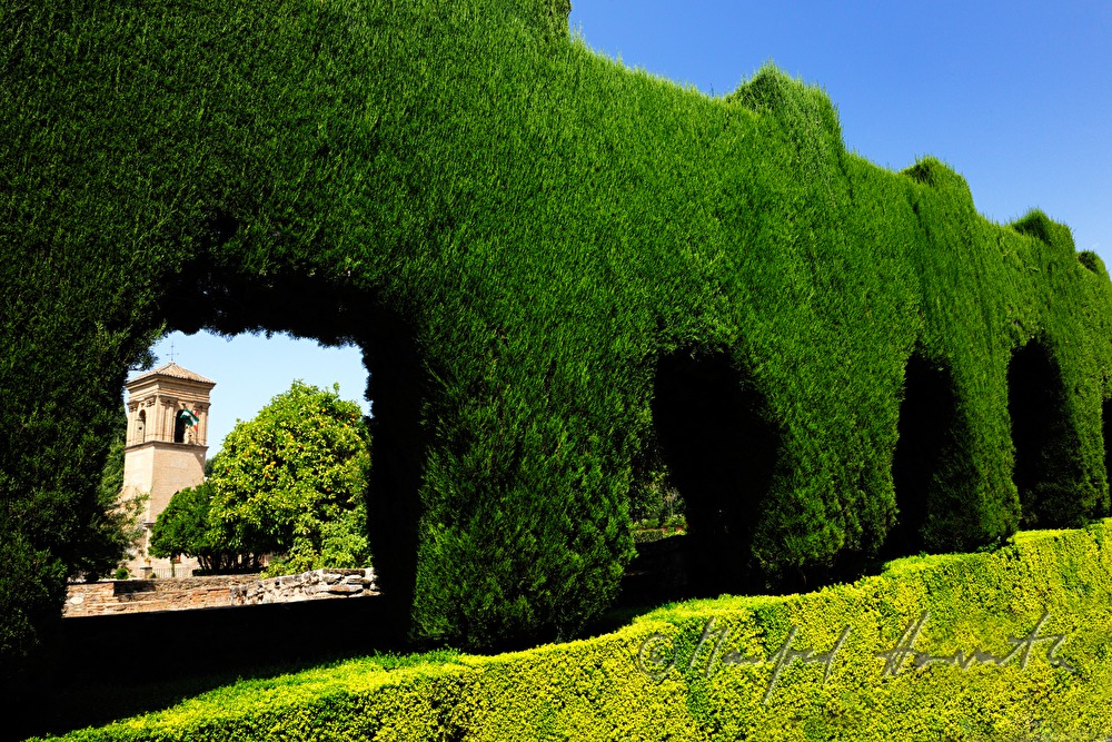 hedge in the garden