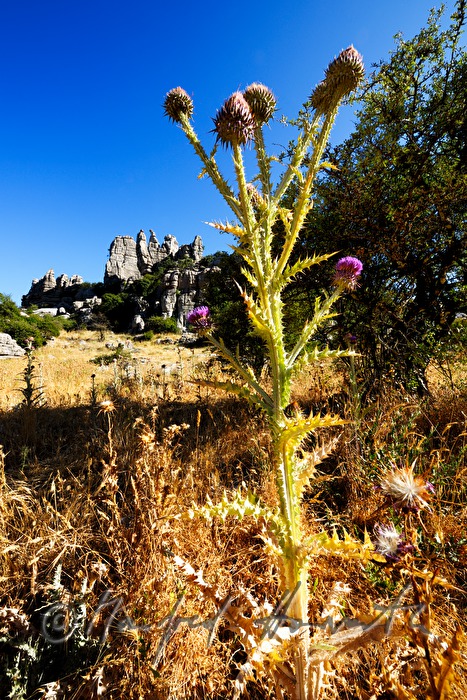 karst formation 
