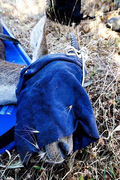 mountain goat being anesthetized  for migration