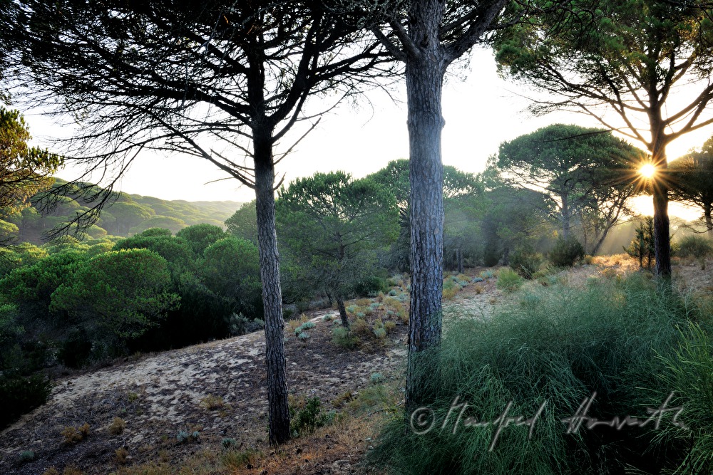 morning mist in the pine forest
