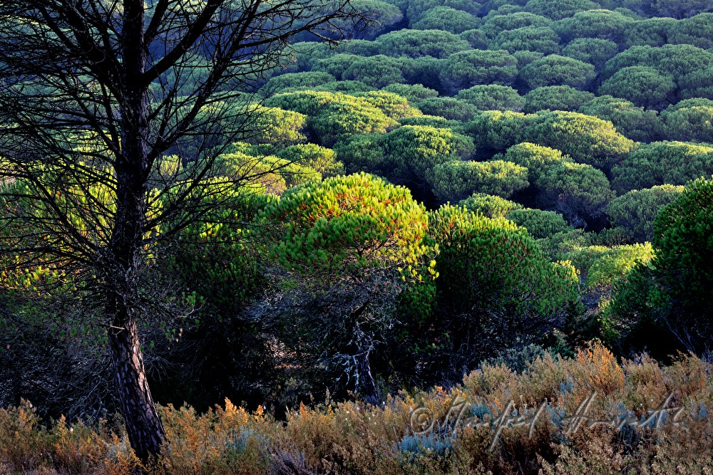 morning light in the pine forest