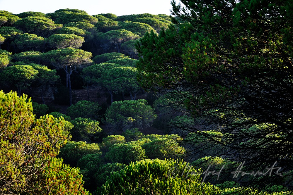 morning light in the pine forest