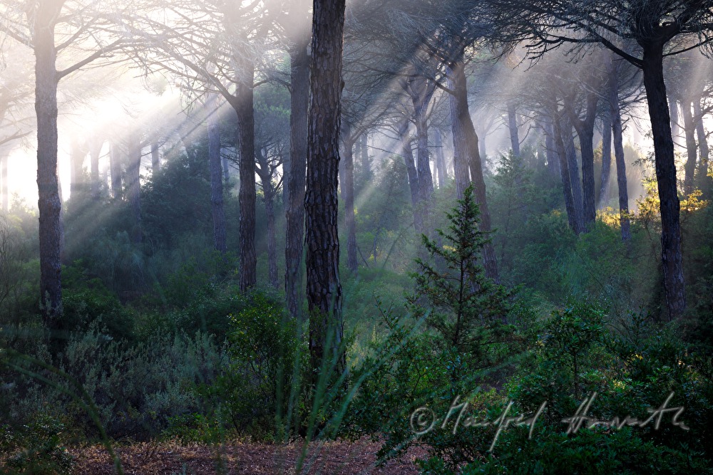 morning mist in the pine forest