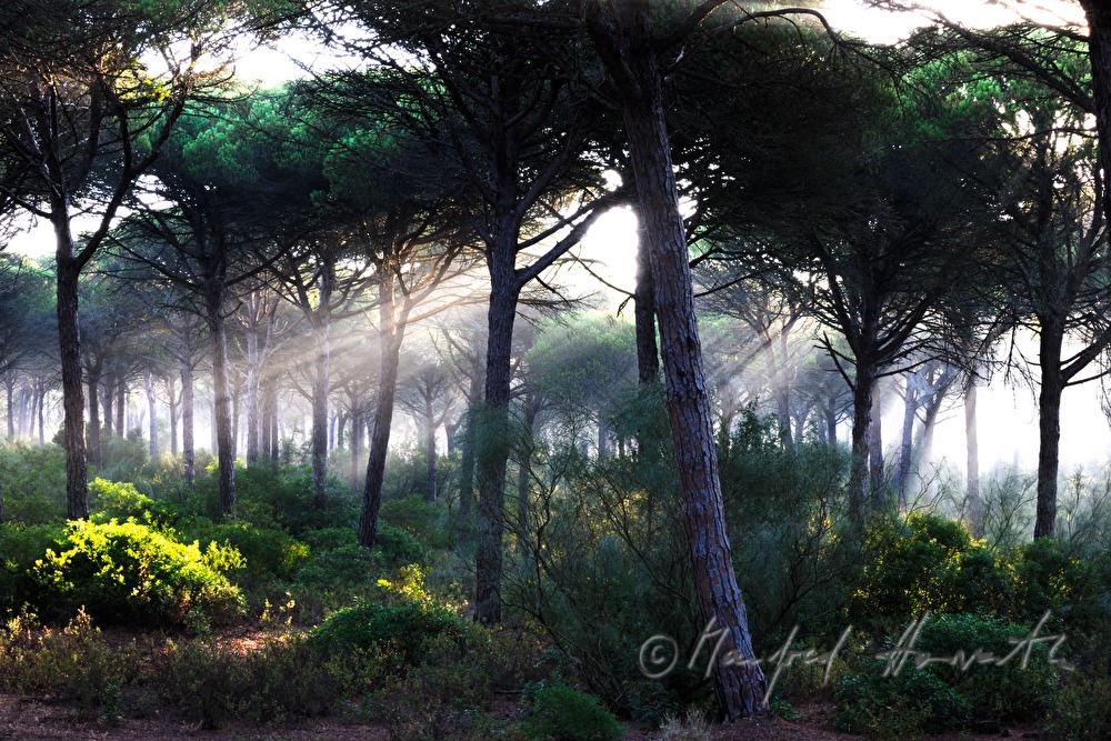 morning mist in the pine forest