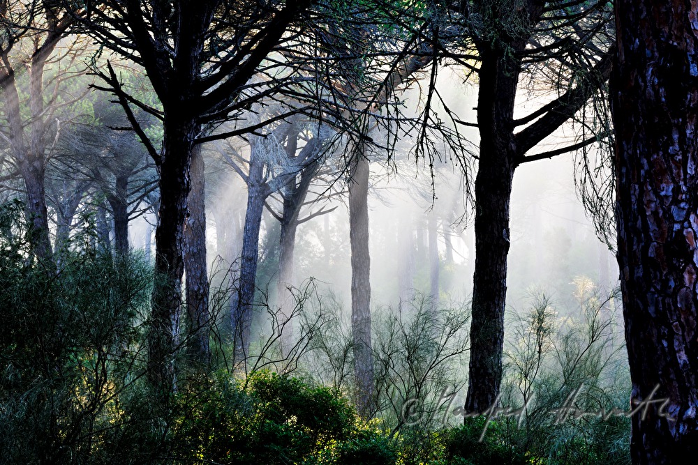 morning mist in the pine forest