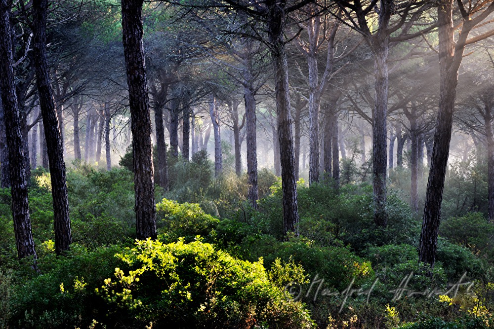 morning mist in the pine forest