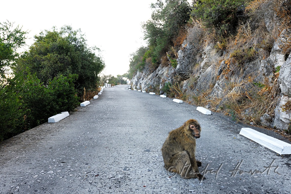 Barbary macaques sitting on the street to the 