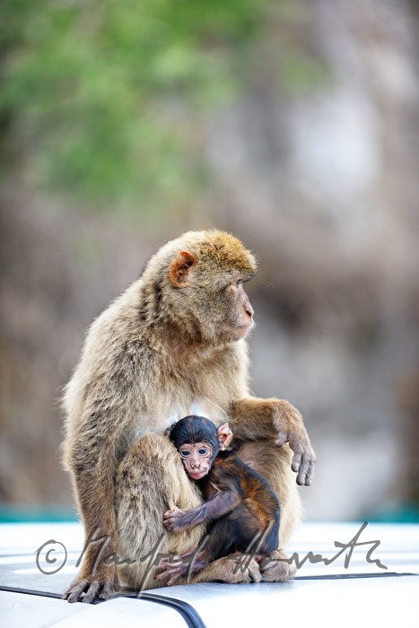 Barbary macaques sitting on the street to the 