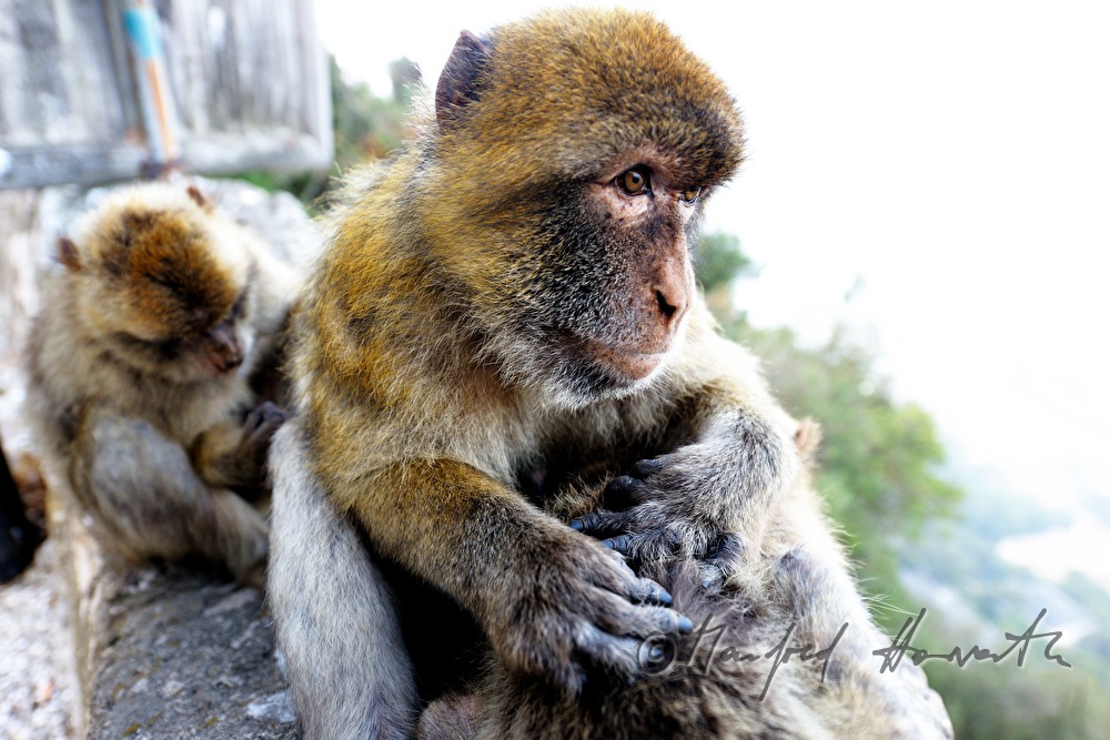 Barbary macaque sitting delousing each other