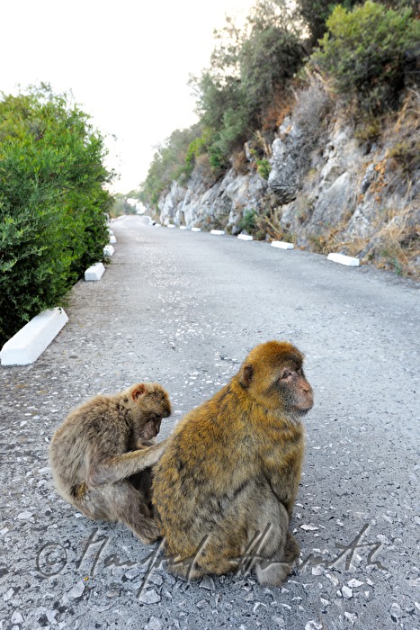 Barbary macaques sitting on the street to the 