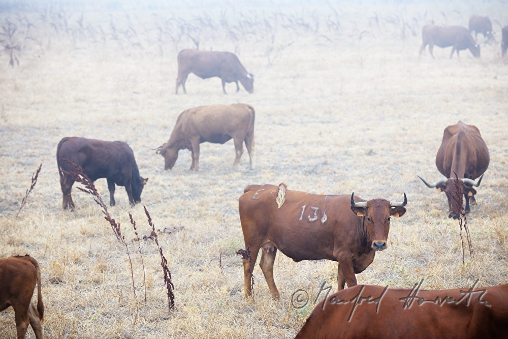 bulls in a crop field in the morning mist