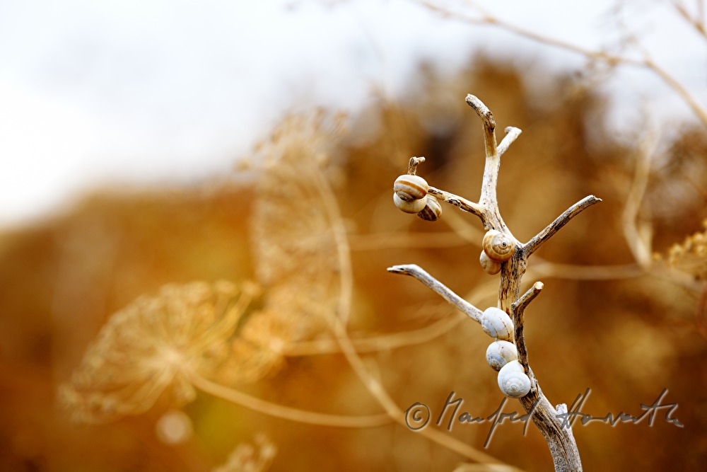 snails on a dry branch of a bush
