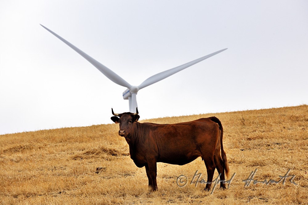 bull in a crop field and wind wheel