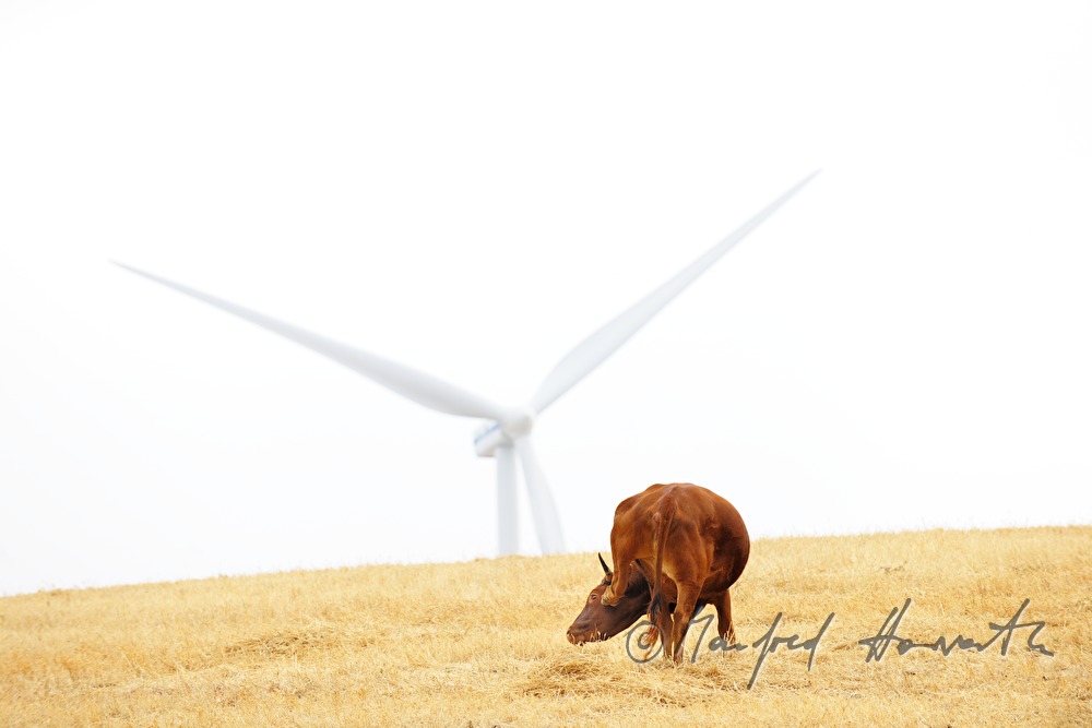 bull in a crop field and wind wheel
