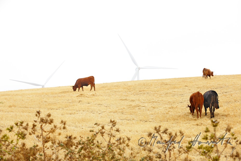 bulls in a crop field near a wind park