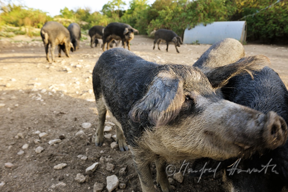 curly-hair hogs (Mangalitsa porks) on the meadow