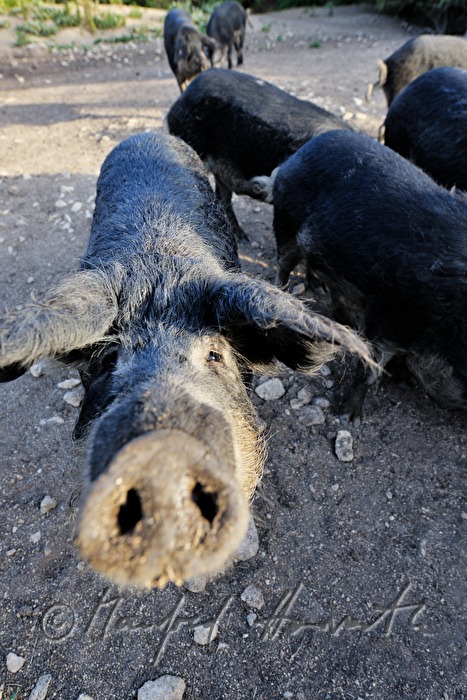 curly-hair hogs (Mangalitsa porks) on the meadow