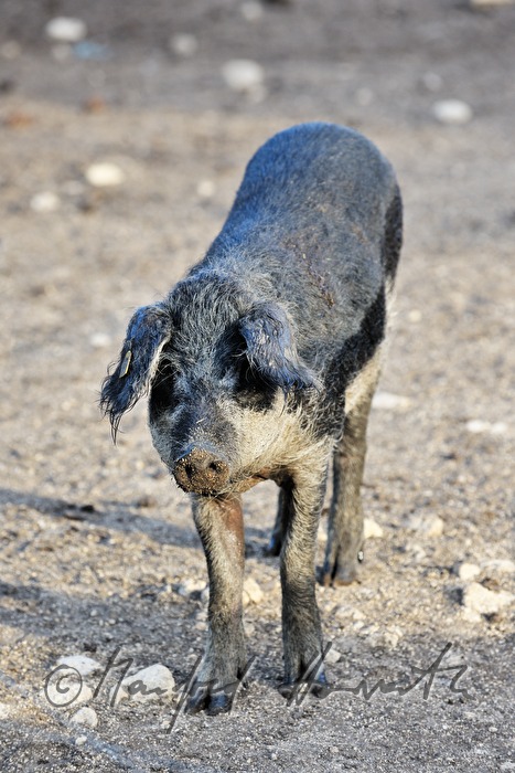curly-hair hogs (Mangalitsa porks) on the meadow