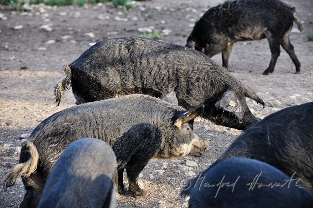 curly-hair hogs (Mangalitsa porks) on the meadow