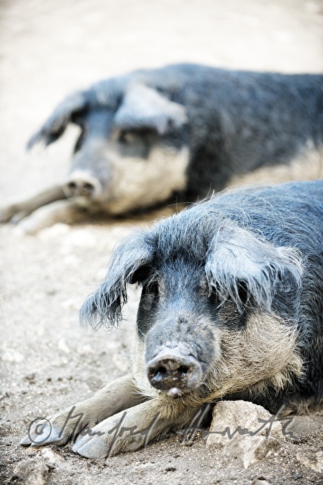 curly-hair hogs (Mangalitsa porks) on the meadow