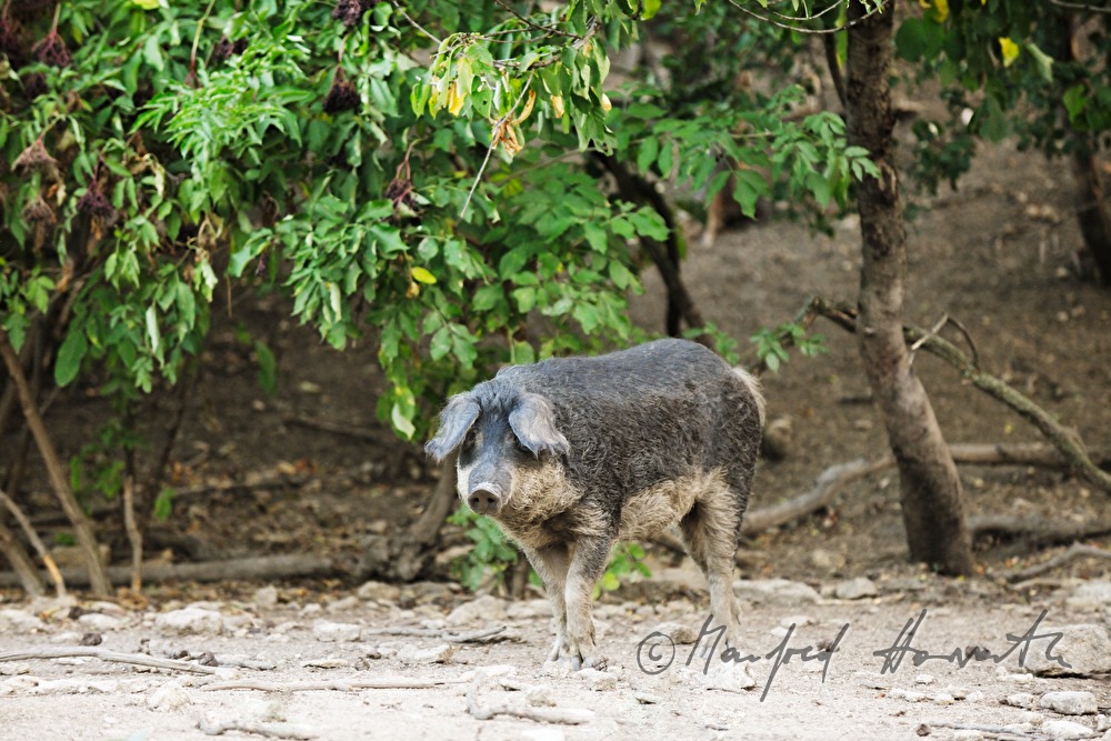 curly-hair hogs (Mangalitsa porks) on the meadow