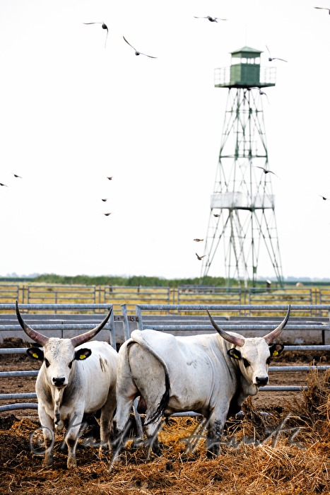 Hungarian Grey Cattle and sentry tower