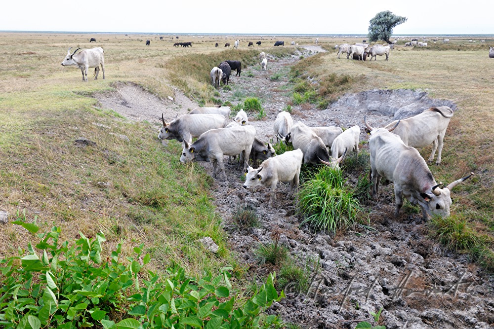 Hungarian Grey Cattle on the meadow in the plains