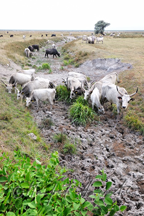 Hungarian Grey Cattle on the meadow in the plains