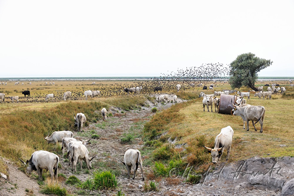 Hungarian Grey Cattle on the meadow in the plains
