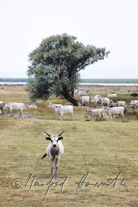 Hungarian Grey Cattle on the meadow in the plains
