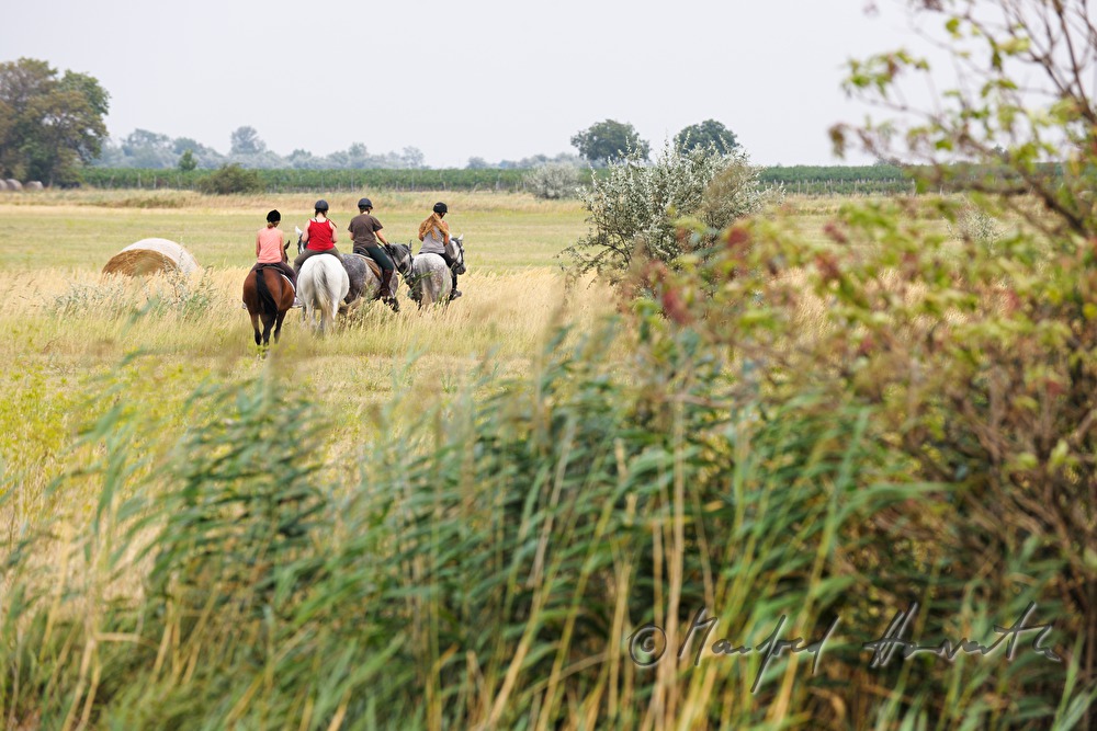 riders on a path through the fields