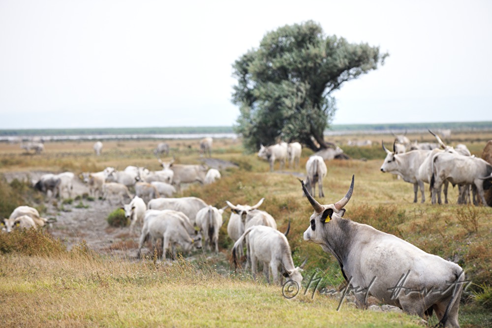 Hungarian Grey Cattle on the meadow in the plains